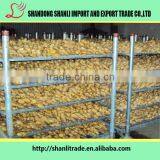 Various Size Ginger 2016 New Price thumbnail-6