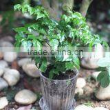 Natural Transparent Decorative Indoor Flower Pots With Tray thumbnail-3