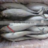 Frozen Fish Hard Tail Scad thumbnail-1