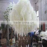 SJ20171392 Factory Ornamental Foliage Japanese Willow Tree thumbnail-2