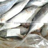 Skip Jack Tuna/ Aku Fish/ Katsuwonus Pelamis Fish thumbnail-1