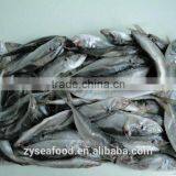 Raw Clean Horse Mackerel Cargo From FAO 61 thumbnail-1