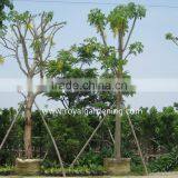Cassia Fistula Big Flower Trees