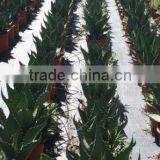 Agave Salmiana Var. Ferox "Manguey de Pulque" in 8 Liters Pot thumbnail-2