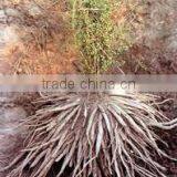 Asparagus Racemosus Root Extract thumbnail-3