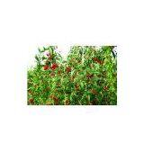 Chinese Wolfberry thumbnail-1