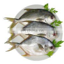 Wholesale Golden Pompano Frozen Golden Pompano Fish Golden Pomfret thumbnail-2