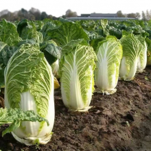 2200pcs Green Leaf Vegetables Brassica Rapa Pekinensis Seed Hybrid Fast Growing Chinese Cabbage Seeds thumbnail-2