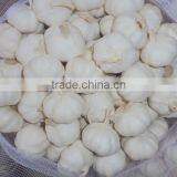Chinese Pure White Garlic New Crop 2016 Fresh Best Qaulity thumbnail-3