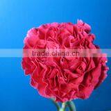 Fresh Cut Flowers Long Stem Single Head Red Carnation From Yunnan China thumbnail-2