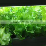 2016 Aeroponics System Hydroponics System Plant Factory for Greenhouse/indoor/garden Decoration thumbnail-2