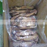 Illex Squid W/R thumbnail-2