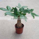 Different Size Decorative Flowers Plants and Trees thumbnail-4