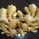 China Fresh Ginger thumbnail-1
