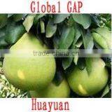 Chinese Guanxi Fresh Shatian Pomelo thumbnail-1