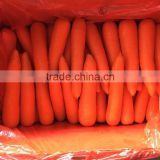 Hot Sale 2016 Natural Fresh Red Carrot