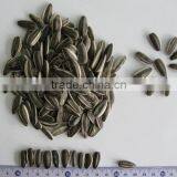 Sunflower Seeds Black Long Shape 22/64