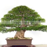 indoor outdoor .bonsai Common jasmin Murraya paniculata