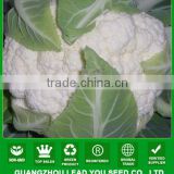 CF10 Chunhua 120 days later maturity cold resistant white cauliflower seeds