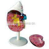 Kidney Anatomical Model thumbnail-1