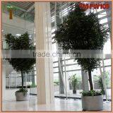 Customized Real Wood Ficus Tree thumbnail-5