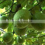 Momordica Grosvenori Concrete thumbnail-2