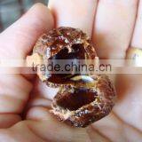 Superior Grade Soapnut Shell For OEM Manufacturing thumbnail-2