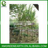 Bauhinia Blakeana Diameter 6-8cm (3) thumbnail-1