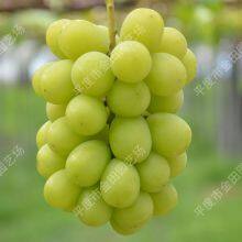 Sunshine rose Grape seedlings Grape vines