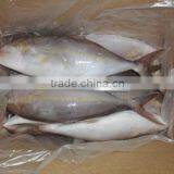 Frozen Fresh Hamachi Yellowtail Fish Whole Round in Good Quality thumbnail-1