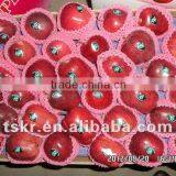 Chinese Fruit Famous Fruit Red Apple Fruit Price thumbnail-1