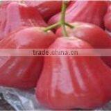 Organic Fresh Rose Apple Fruit thumbnail-1