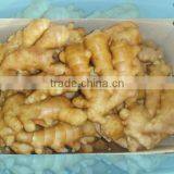 Fresh Wet Ginger thumbnail-3