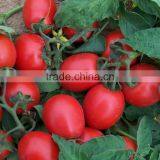 Napu 10 RIO GRANDE Oval shape heat tolerant tomato Seeds