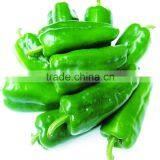 2016Top Level and Cheap Price Super Big Fruit F1 Hybrid Good Adaptability Green Pepper Seeds thumbnail-1