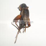 High Protein Dried Crickets thumbnail-1