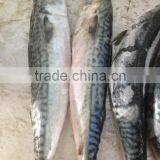 MACKEREL PIKE MACKEREL SEA FROZEN FISH , PACIFIC MACKEREL thumbnail-3