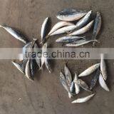 Sea Frozen Mackerel 300-500g 2016 thumbnail-2
