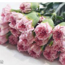 China Flower Fresh Cut Carnations Flower Mother′s Day Gift Wholesale thumbnail-2