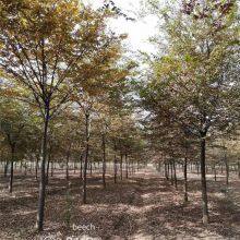 Prices of Beech Trees in Qingdao, Shandong. Base Quotation List. Low Selling Prices and High Survival Rates. thumbnail-5
