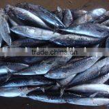 bulk packed frozen bonito