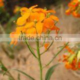 Common Wallflower ,Cheiranthus Cheiri Linn.flower Seed,herb Seed,vegetalbe Seed,fruit Seed,grass Seed thumbnail-1