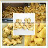Dried Fresh Ginger thumbnail-1