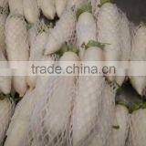Fresh White Radish thumbnail-2
