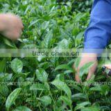 Viet Nam Famous Black Tea thumbnail-4
