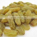 Raisin, Xinjiang Origin Raisin, Green Raisin, All Kinds of Raisins thumbnail-3