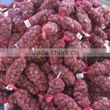 Fresh Chestnut thumbnail-1