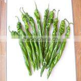 Low Price F1 Hybrid Precocious Horn Shaped Green Chill Seeds for Greenhouse thumbnail-3