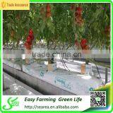 Hot Sale Single-span Plastic Grow Tent/green House for Agriculture thumbnail-3