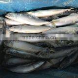 Best Price Seafrozen Pacific Mackerel Wholesale Online thumbnail-1